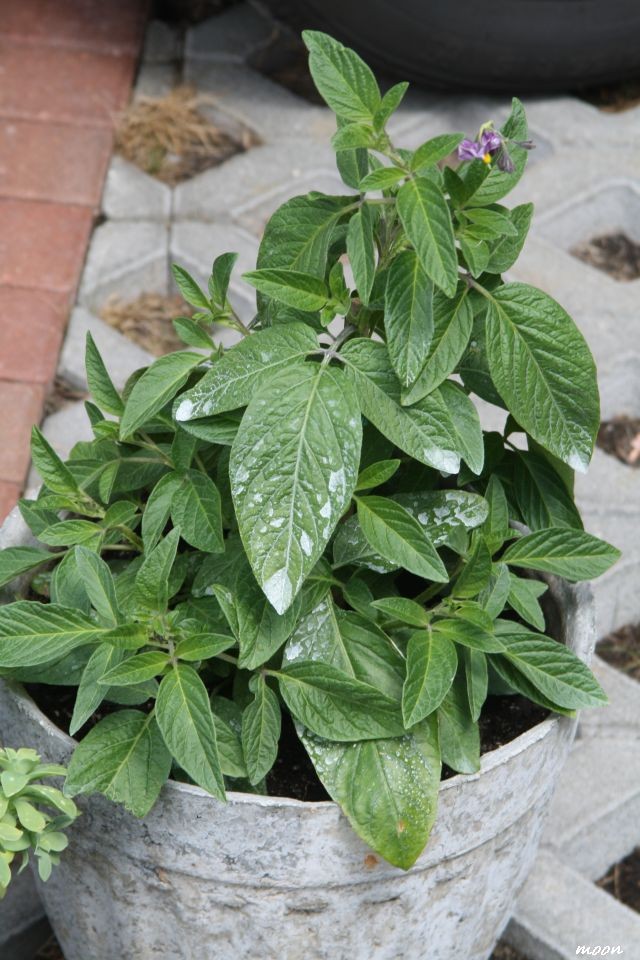 Pepino